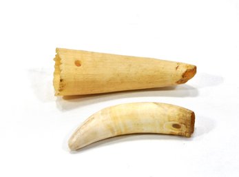 Pair Antique 19 C. Whale Teeth