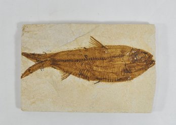 Knightia Fossil Fish