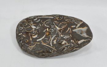 Genuine Bivalve Fossils Stone