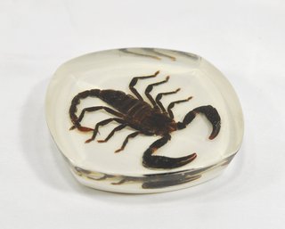 Vintage Genuine SCORPION Paperweight