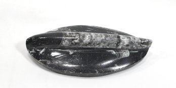 Genuine Orthoceras Polished Specimen