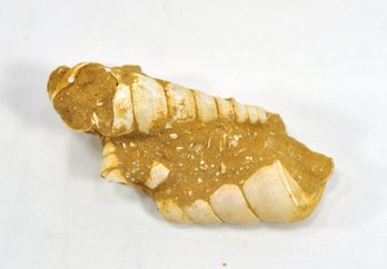 Turitellas In The Matrix Fossil