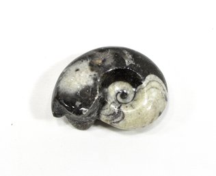 Genuine Goniatite Ammonite Polished Mineral