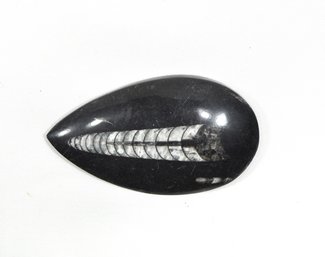 Natural Orthoceras Fossil