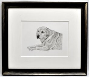 Karie Jean O'Donnell (Born 1969) Portrait Of Labrador Drawing