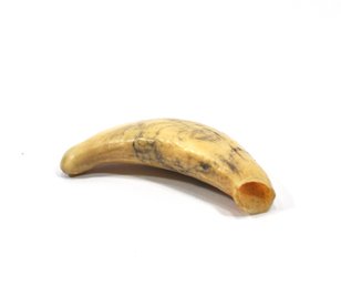 Antique Grizzly Bear Tooth