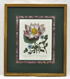 Vintage F. Sanfom Chinese Water Lily Botanical Print