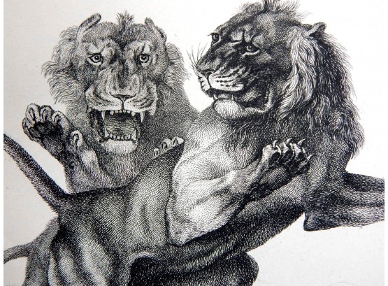 Pair Antique Thomas LANDSEER (1793-1880) Lion Engravings