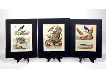Set 3 Antique 1840 French Colored Engravings- Fish, Crab, Birds