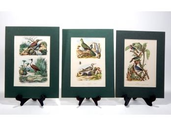Set 3 Antique 1840 French Colored Engravings- Birds