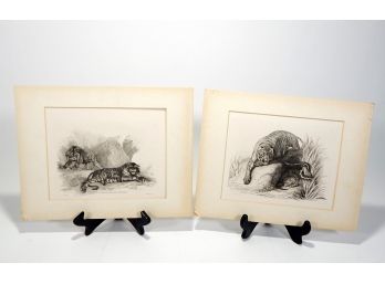Pair Antique Thomas LANDSEER (1793-1880) Tiger Engravings