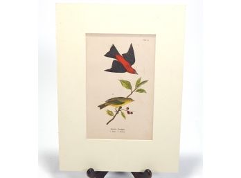 Antique Birds Scarlet Tanager Colored Print