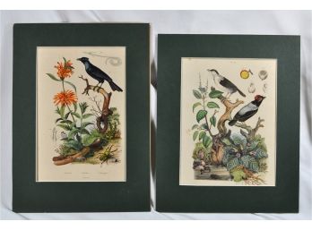 Set 2 Antique 1838 French Colored Engravings- Birds