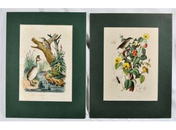 Set 2 Antique 1838 French Colored Engravings- Birds