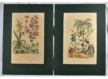 Set 2 Antique 1838 French Colored Botanical Engravings