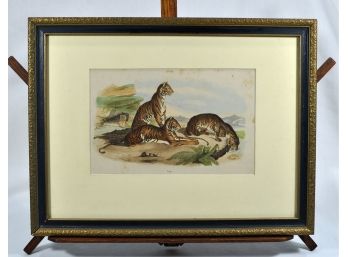 Antique 19th Century TIGERS Colored Engraving