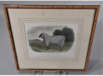 Engraving 'A Royal Oxford Ram' By E. Hacker