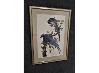Audubon Birds Of America Print  - 'Columbian Jay'