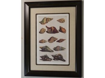 Reproduction Shell Print