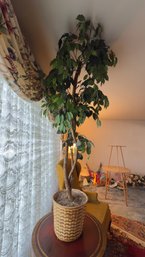 Faux Ficus Tree - Very Realistic & Tall!