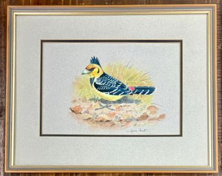Original Signed South African Artist Graeme Arnott Crested Barbet Water Color
