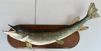Vintage 38 Inch Northern Pike Taxidermy With Wood Wall Mount