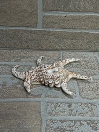 Large Natural Spider Conch Seashell  Decorative Ocean Shell Specimen ~7'