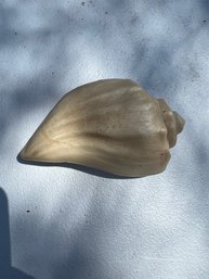 Vintage Wizard Seashell Decorative Air Freshener