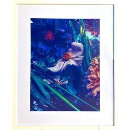 BEN HASSETT - 2008, Large Framed Photographic Print Of Flowers