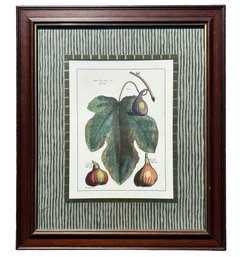 Nicely Framed Botanical Engraving Of Black Fig