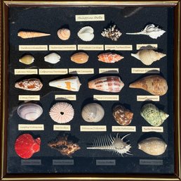 FRAMED SHELL DISPLAY