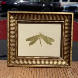 FRAMED ENTOMOLOGICAL RENDERING Of A DRAGONFLY