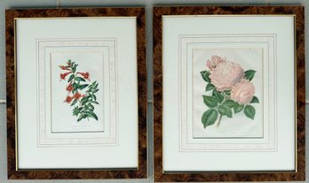 Pair Of Framed Botanical Prints