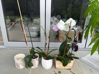 Three Real Orchids And Two House Plants