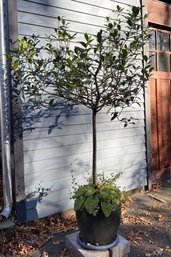 Tree In Dark Olive Ceramic Pot