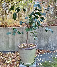 Meyer Lemon Tree In Light Green Ceramic Pot