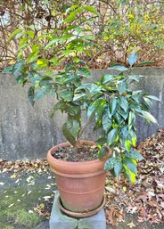 Lemon Tree In Large Terracotta Pot