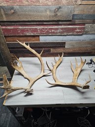 Pair Of Large Elk Antlers A1