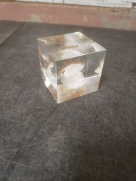 Oyster And Pearl Paper Weight D3