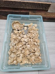 Large Lot Of Horseshoe Crabs Shells A2