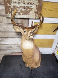Taxidermy Buck Head A1
