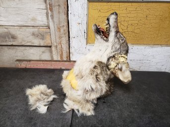 Taxidermy Coyote Head (Damaged) A1
