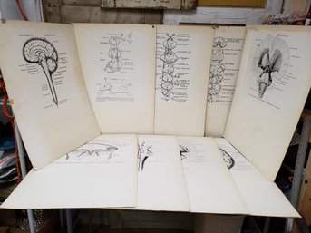 Vtg Brain Teaching Posters Lot Of 9 A1