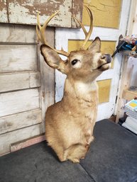 Deer Buck Taxidermy Bust K1