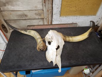 Longhorn Skull B4