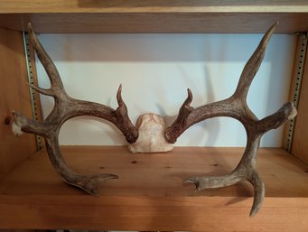 Antlers (lot 45M)