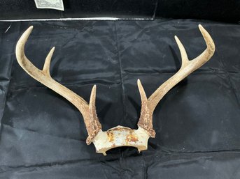 Deer Antlers
