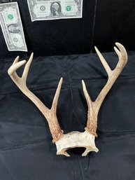 Deer Antlers