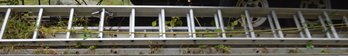 32 Ft Double Rung Aluminum Ext Ladder