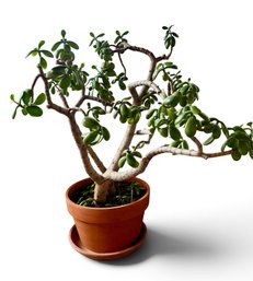 Jade Plant Large Planter